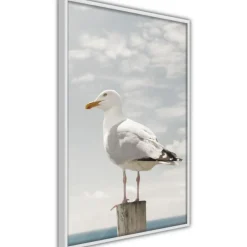 Affiche Murale Encadrée Curious Seagull