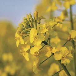 Cire de colza pour moulage 1kg