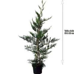 Cyprès de leyland (Cupressocyparis Leylandii) - Pot de 3L - H/60-80cm