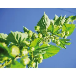 Dégustation de bières et visite d'une brasserie solidaire près de Nantes - Coffret Cadeau Sport & Aventure