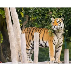 Entrée au Parc Bellewaerde en 2024 pour 1 adulte et 1 enfant - Coffret Cadeau Sport & Aventure