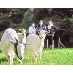 Golf au milieu des animaux et des champs pour 3 en Normandie - Coffret Cadeau Sport & Aventure