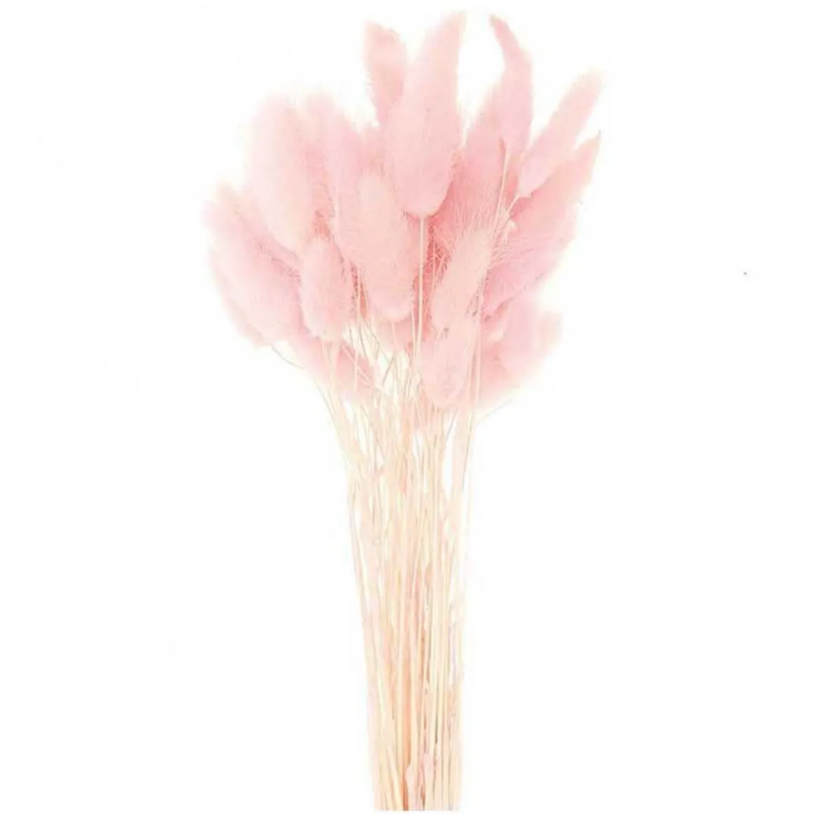 Lagurus séchés rose - 45 cm