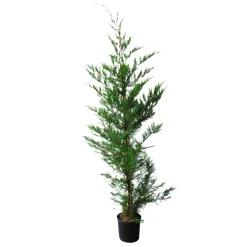 Lot de 10 Cyprès de Leyland (Cupressocyparis Leylandii) C10L 150/175