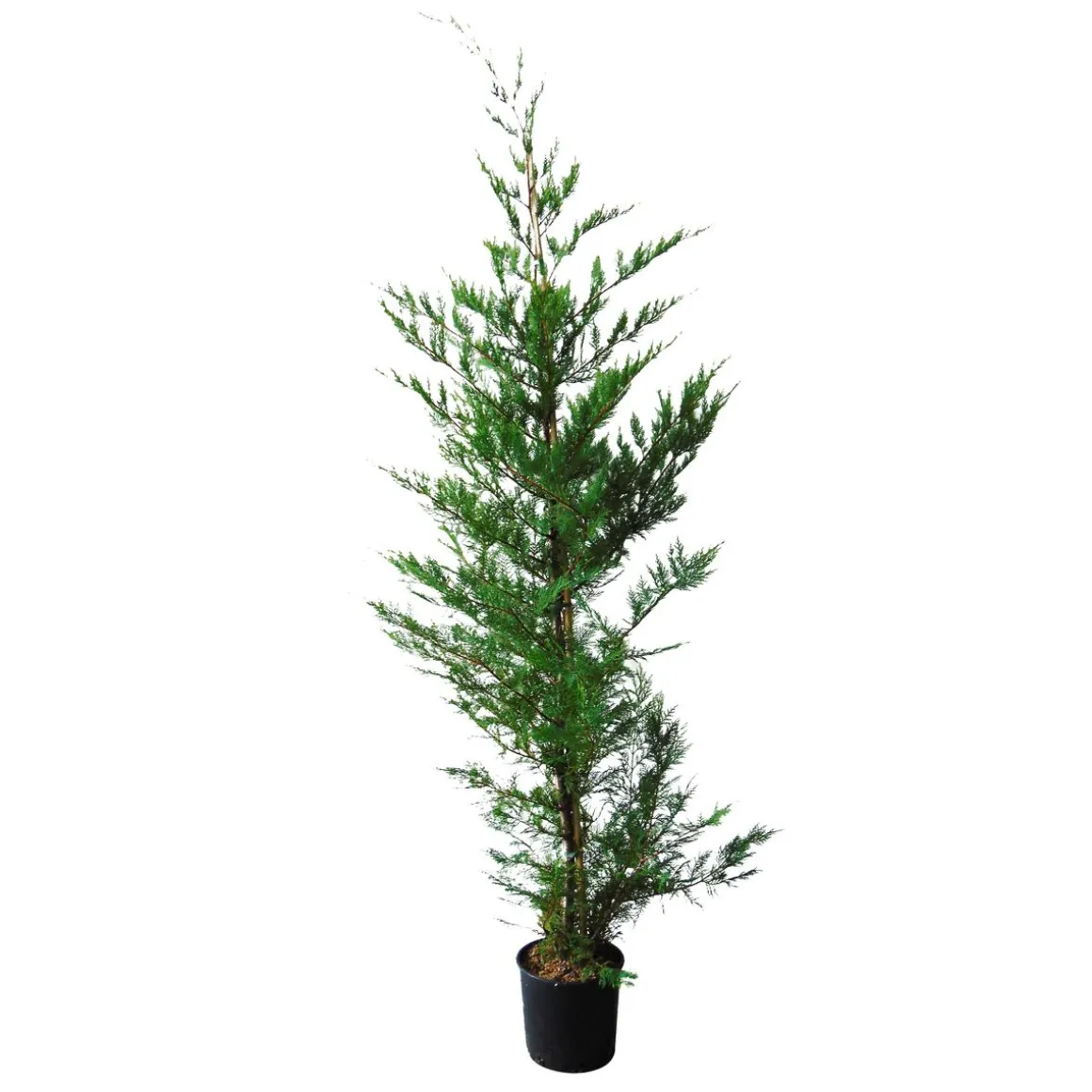 Lot de 10 Cyprès de Leyland (Cupressocyparis Leylandii) C10L 150/175