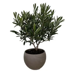 Olivier (Olea Europaea) - Touffe - 40cm - Pot 17cm - DECO MOON