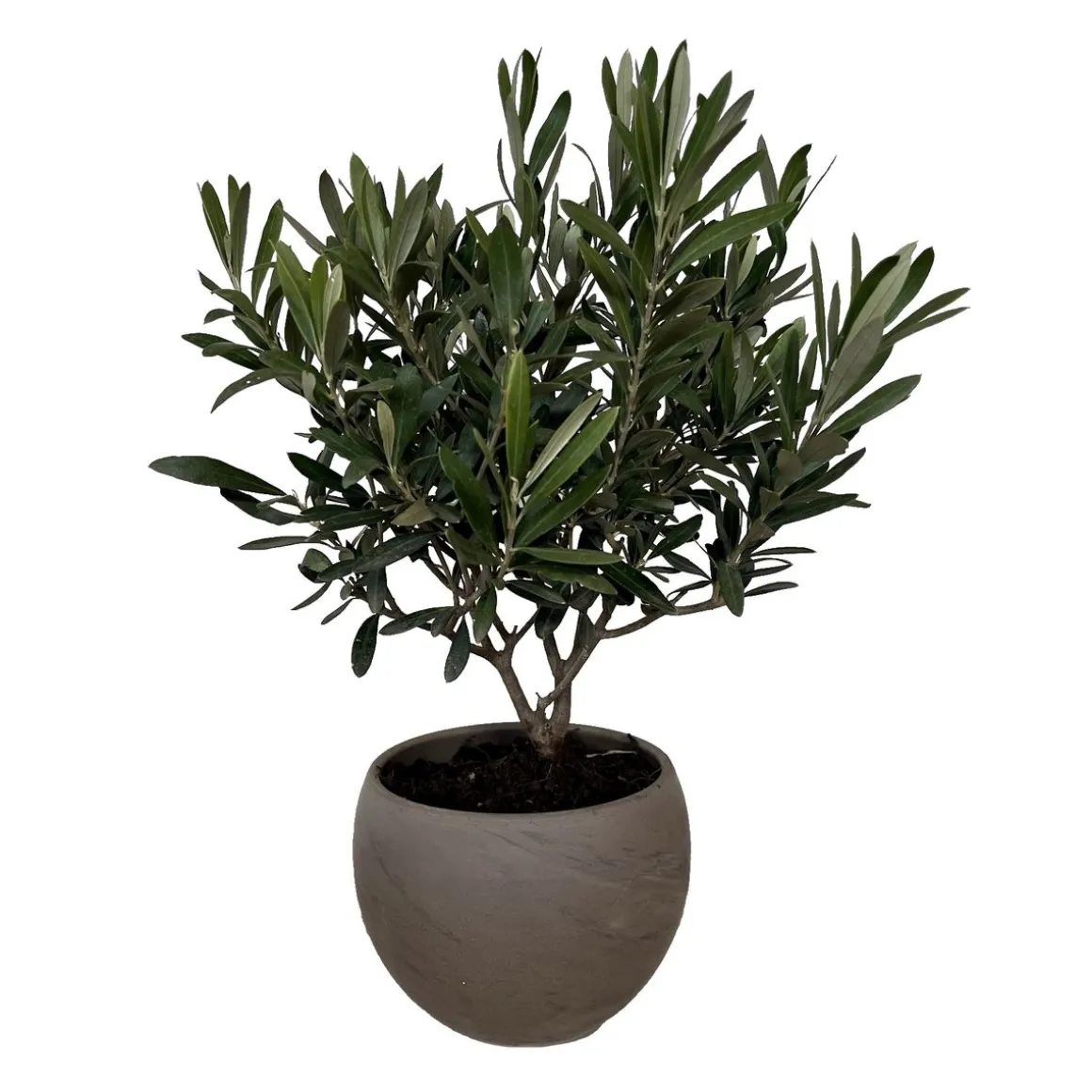 Olivier (Olea Europaea) - Touffe - 40cm - Pot 17cm - DECO MOON