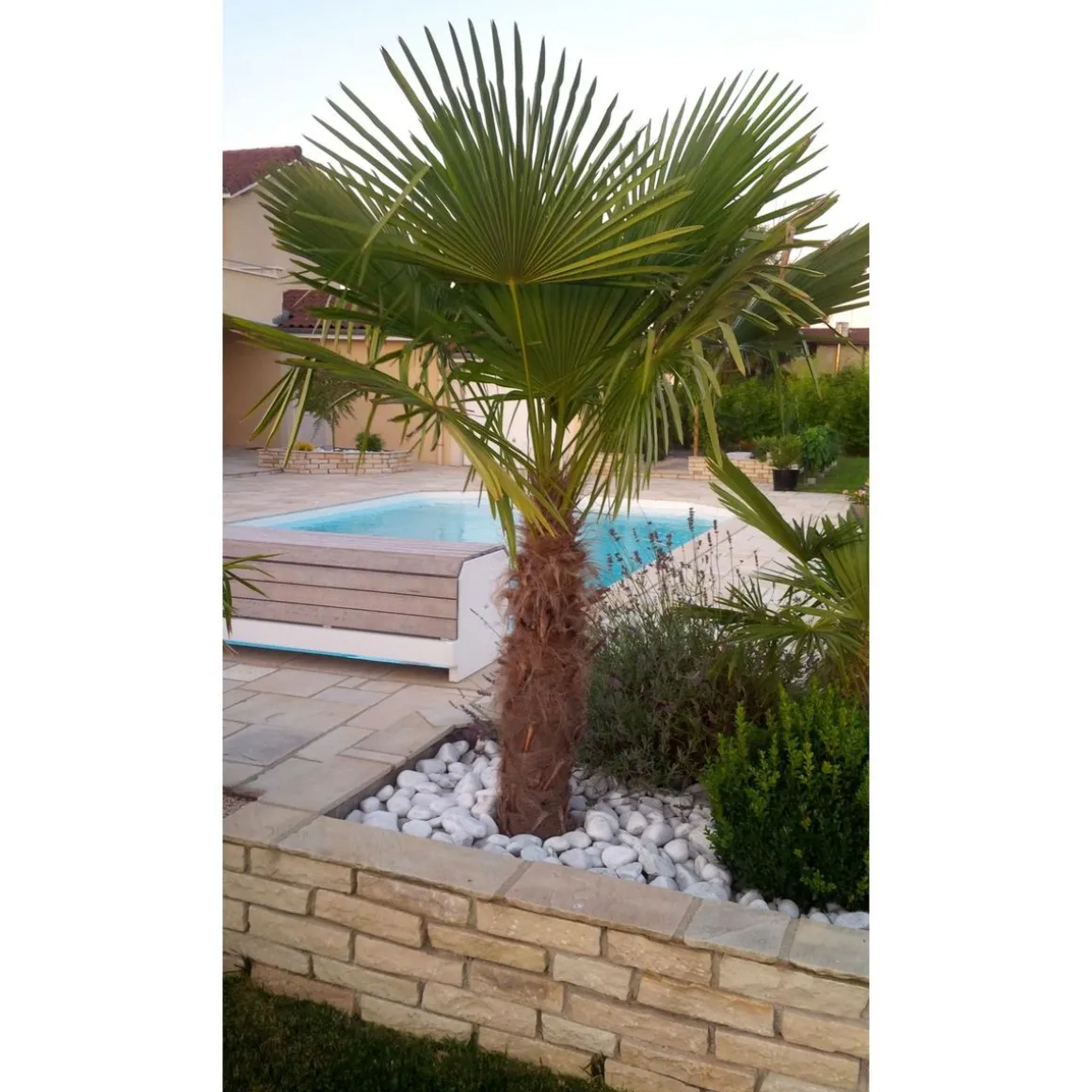 Palmier de Chine (Chamaerops excelsa) - Tronc 80/100cm - H160/180cm