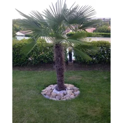 Palmier de Chine (Chamaerops excelsa) - Tronc 80/100cm - H160/180cm