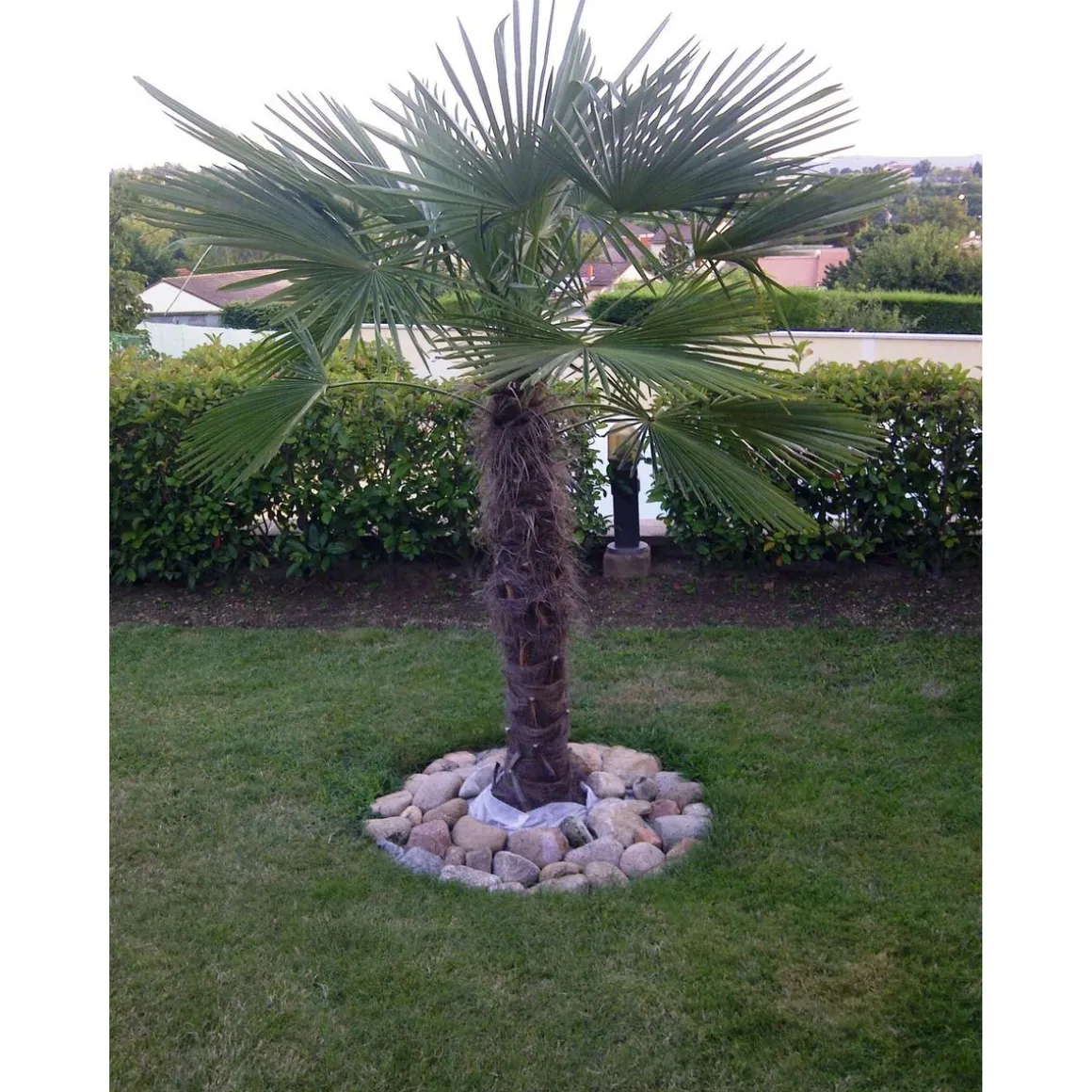 Palmier de Chine (Chamaerops excelsa) - Tronc 80/100cm - H160/180cm