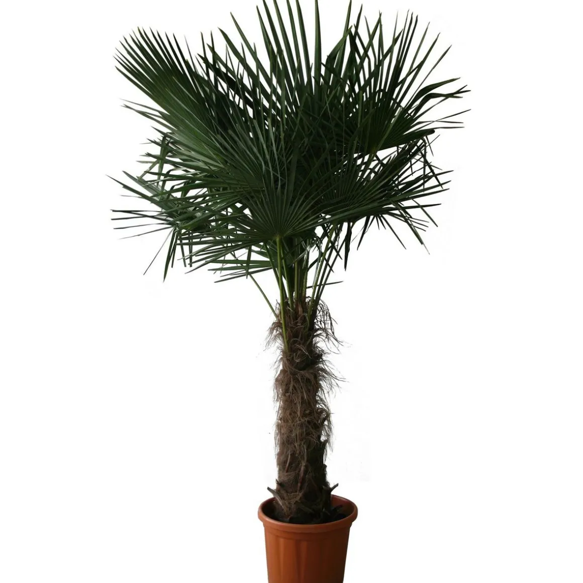 Palmier de Chine (Chamaerops excelsa) - Tronc 80/100cm - H160/180cm