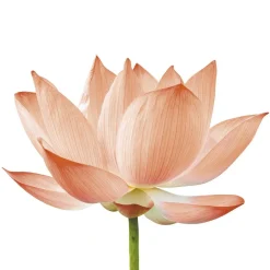 Parfum pour bougie 27 ml senteur nymphéa