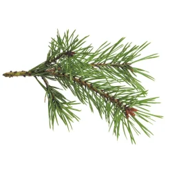 Parfum pour bougie 27 ml senteur forêt