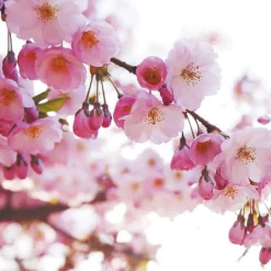 Parfum pour savon - Fleur de cerisier 27 ml