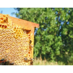 Participez à la sauvegarde des abeilles avec 1 an de parrainage d'une ruche - Coffret Cadeau Multi-thèmes