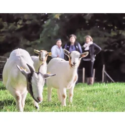 Partie de golf en famille ou entre amis au milieu des animaux - Coffret Cadeau Sport & Aventure