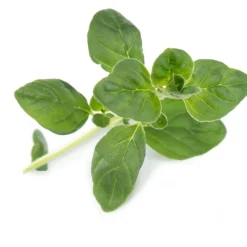 Recharge jardin d'intérieur Origan BIO