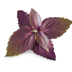 Recharge jardin d'intérieur Basilic Pourpre BIO