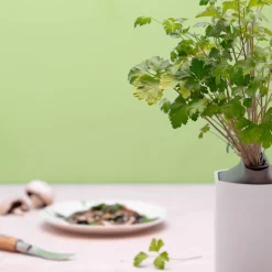 Recharge jardin d'intérieur PERSIL