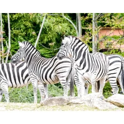 Sorties en famille sensations - Coffret Cadeau Multi-thèmes