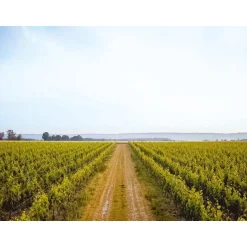 Visite de vignoble en famille et dégustation près de Versailles - Coffret Cadeau Gastronomie