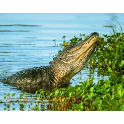 Voyage en Floride : 5 jours en hôtel 3* à Miami avec excursion dans les Everglades et les Keys - Coffret Cadeau Séjour